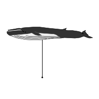 _images/finwhale.png